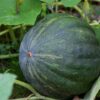 Deshi Green Pumpkin