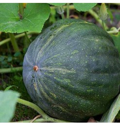 Deshi Green Pumpkin